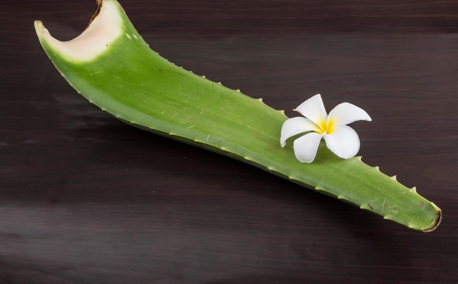 aloe vera su fondo in legno foto