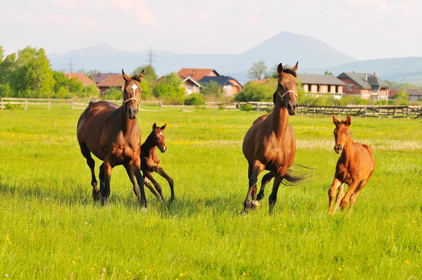 cavallo natura Visualizza foto