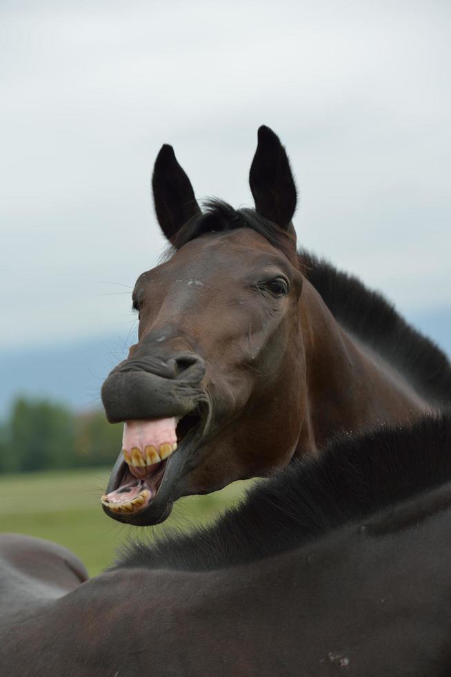 cavallo ritratto Visualizza foto