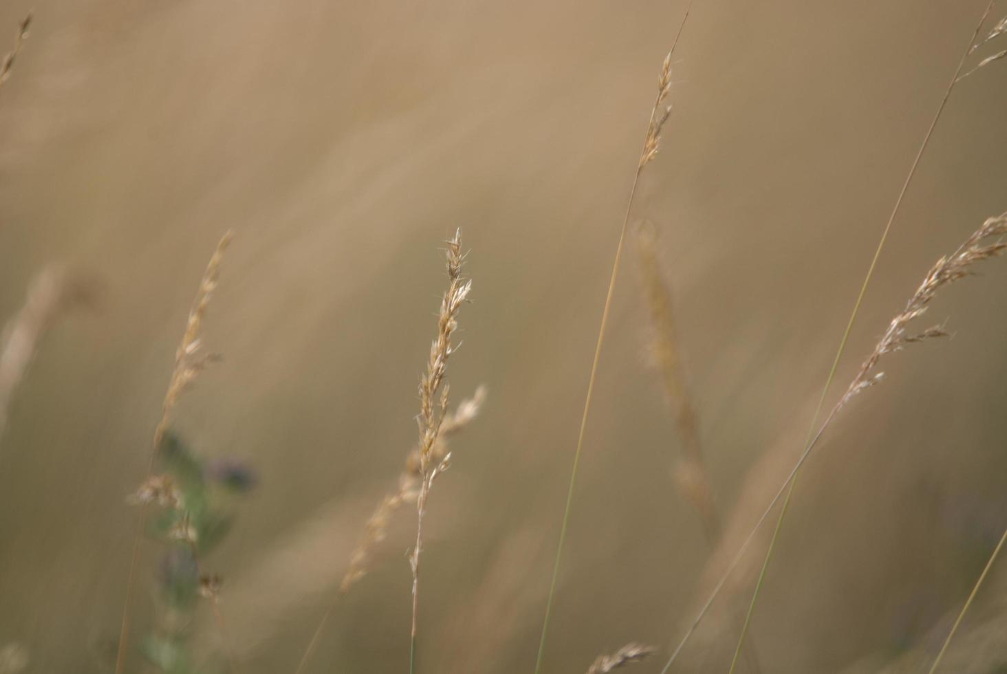 vento nel erba foto