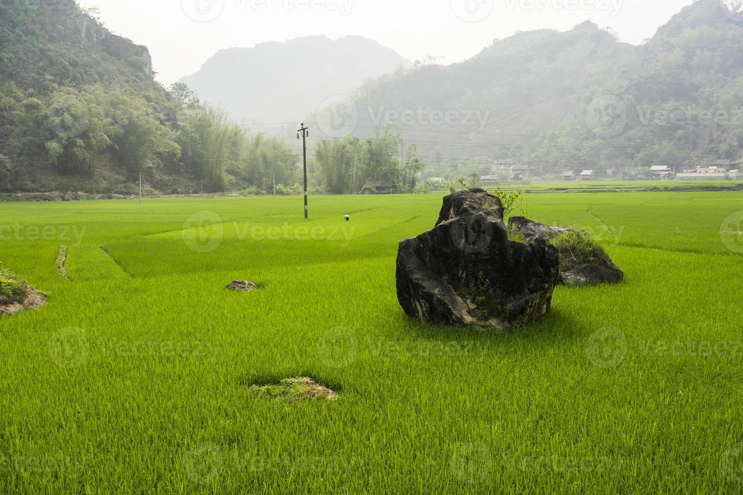 campo di riso foto