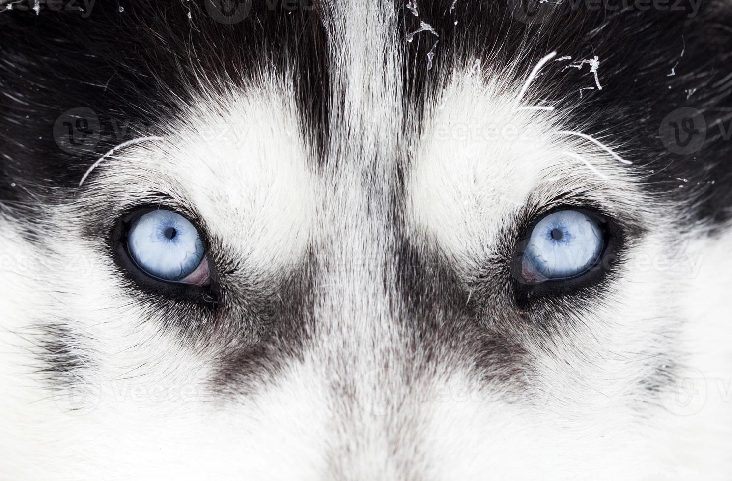 colpo del primo piano degli occhi azzurri del cane husky foto