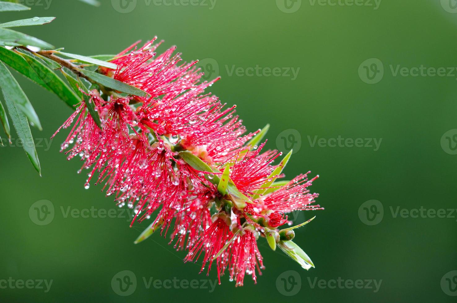 rosso albero pennello-bottiglia (callistemon) fiore dopo la pioggia foto