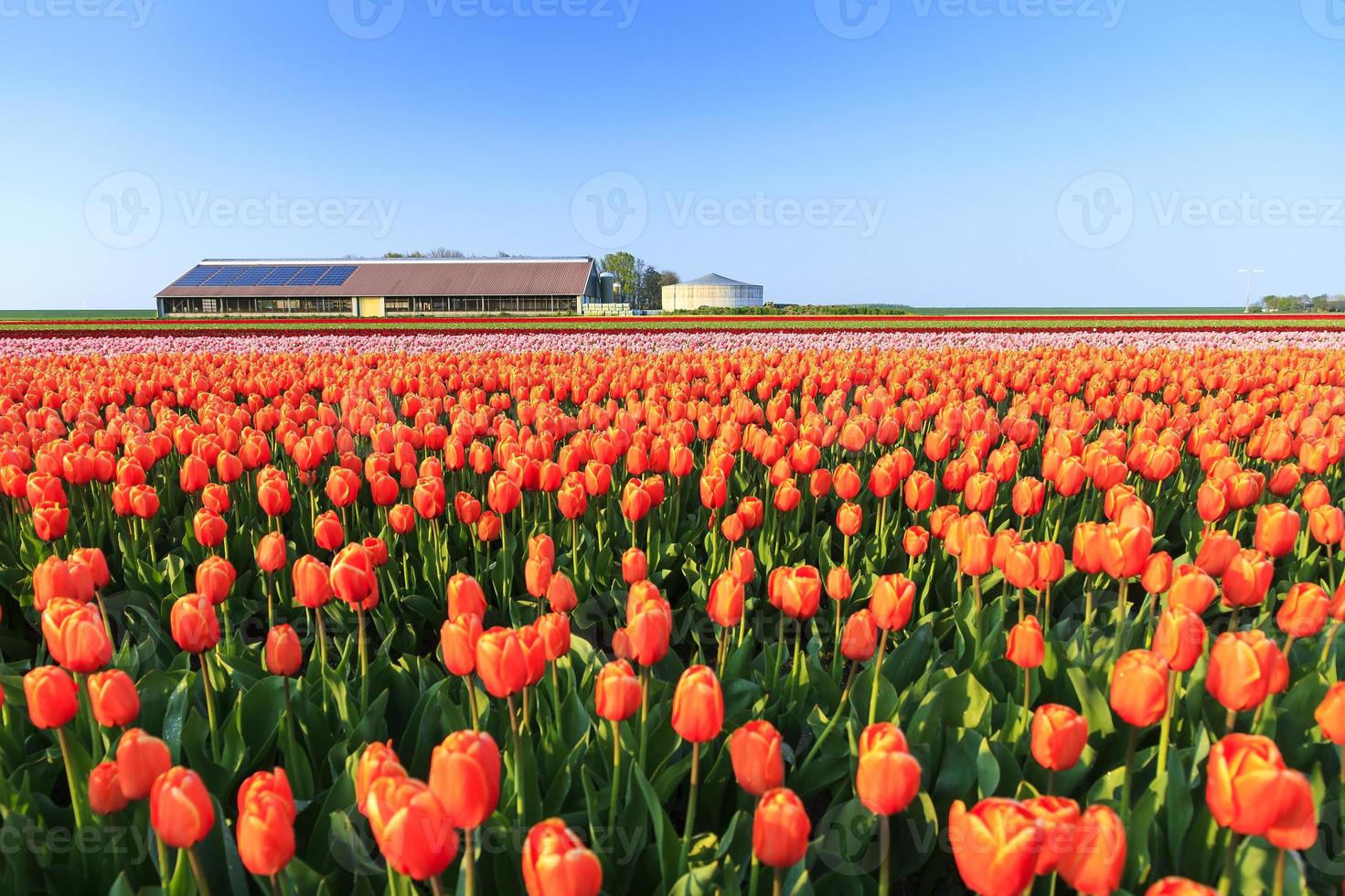 fattoria campo di tulipani foto