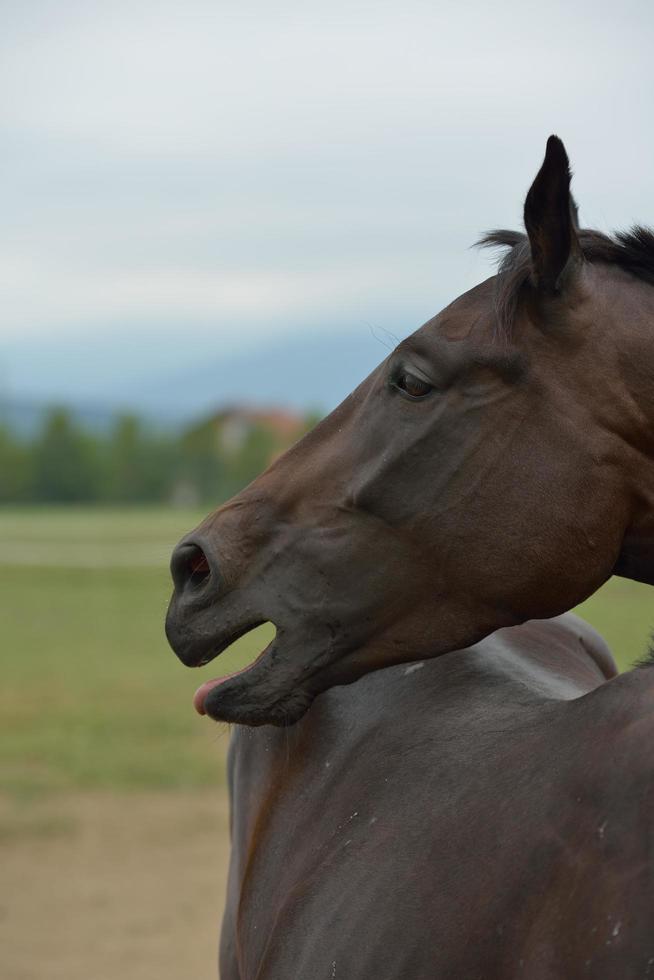 cavallo ritratto Visualizza foto