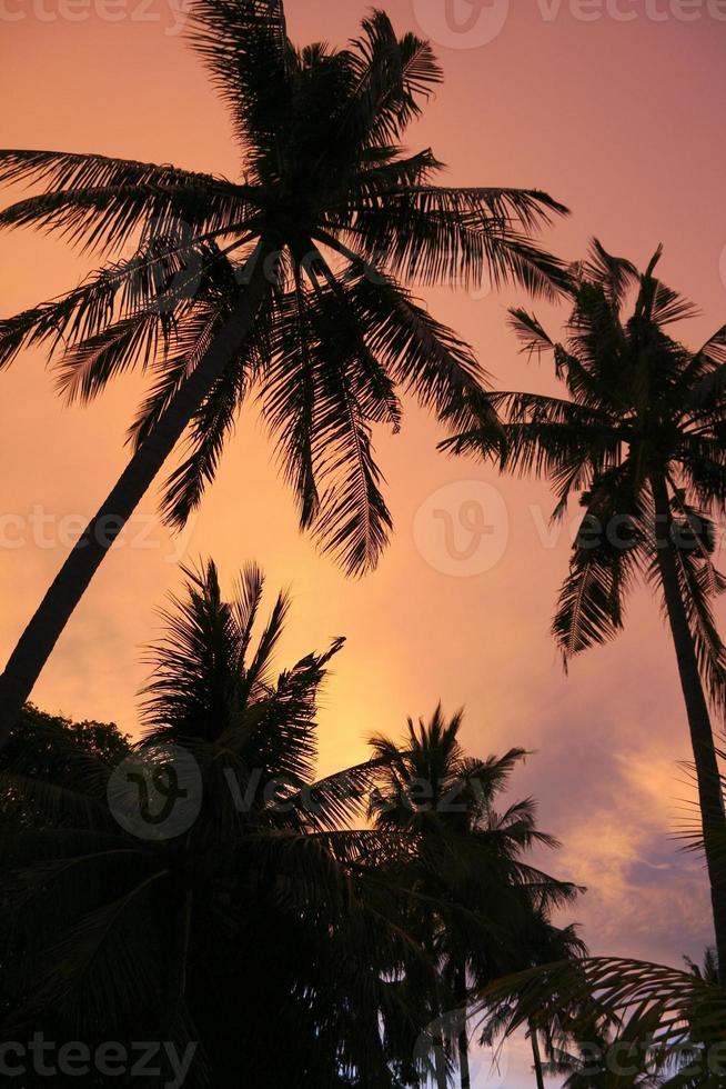 palme da tramonto filippine beach orange sky foto
