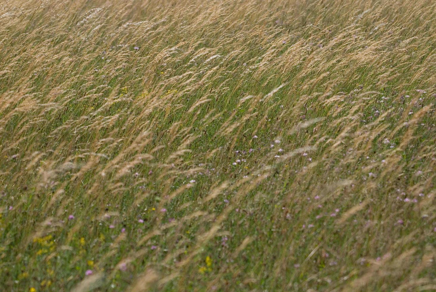 vento nel erba foto