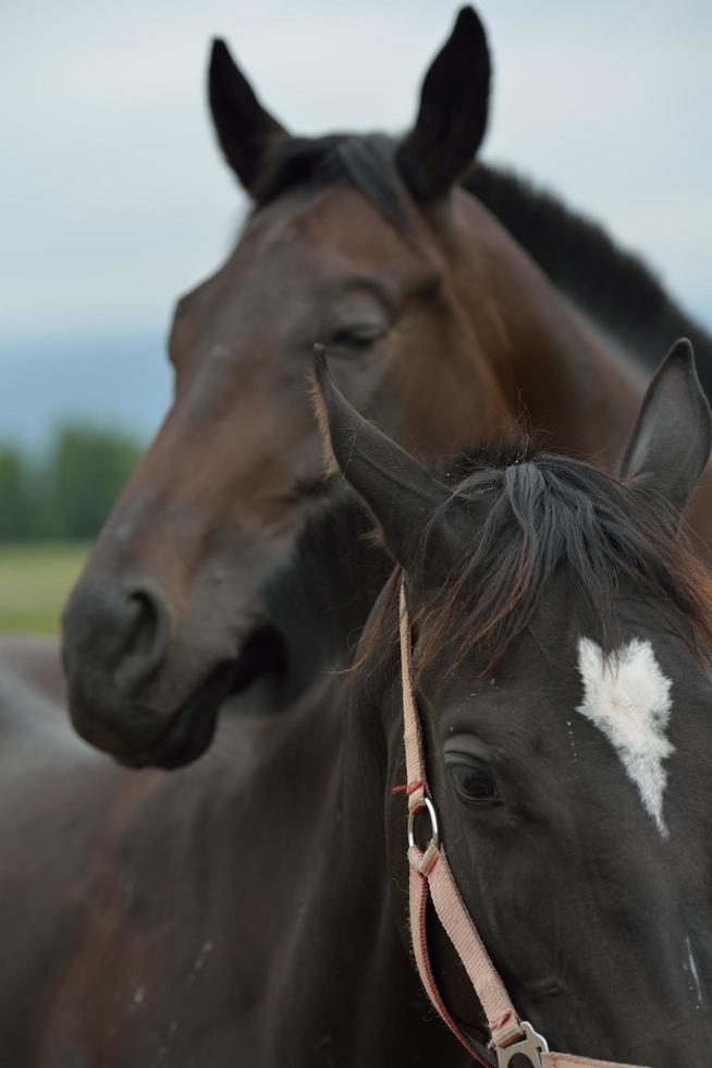 cavallo ritratto Visualizza foto