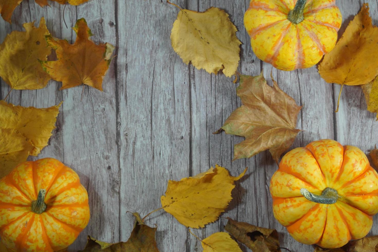 autunno angolo confine di arancia e bianca zucche. autunno angolo confine con gelido arancia zucche su un' rustico bianca legna bandiera sfondo. alto Visualizza con copia spazio. foto