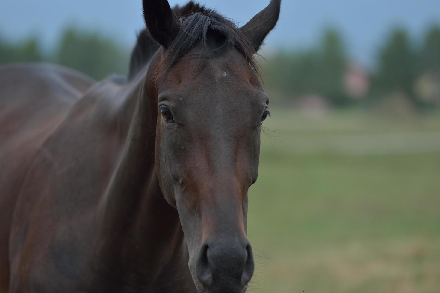 cavallo ritratto Visualizza foto