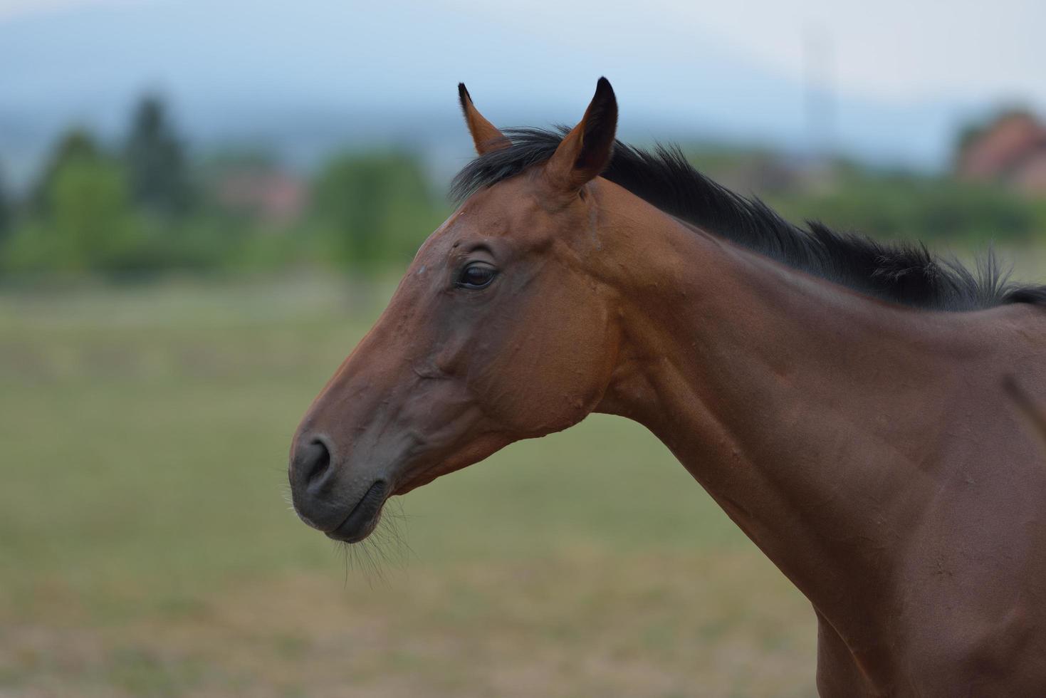 cavallo ritratto Visualizza foto