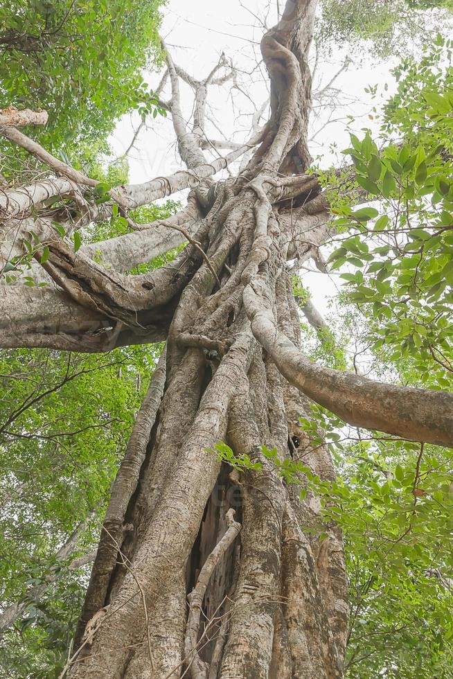 sotto il grande albero verde di un gigantesco albero della foresta pluviale foto