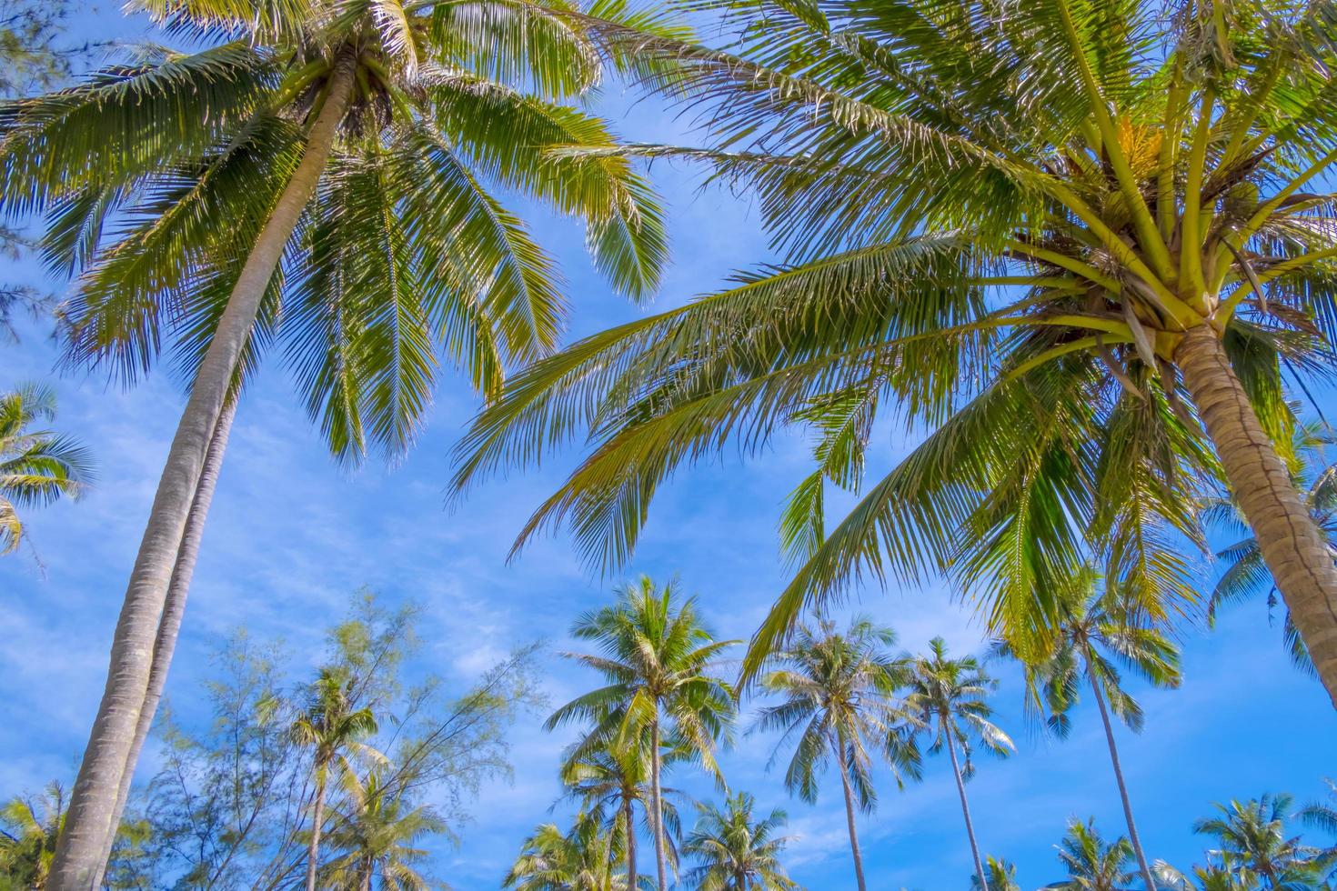 palma alberi e blu cielo. come estate su natura sfondo foto