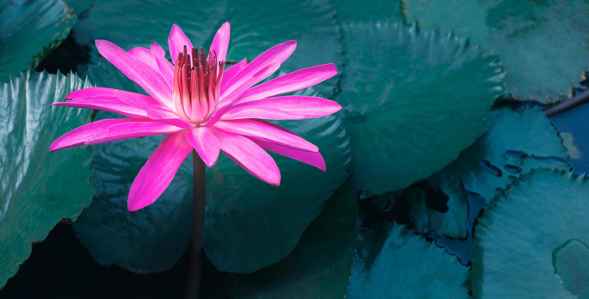 avvicinamento di bellissimo rosa Ninfea e loto foglia nel il blu stagno.loto fiore sfondo foto