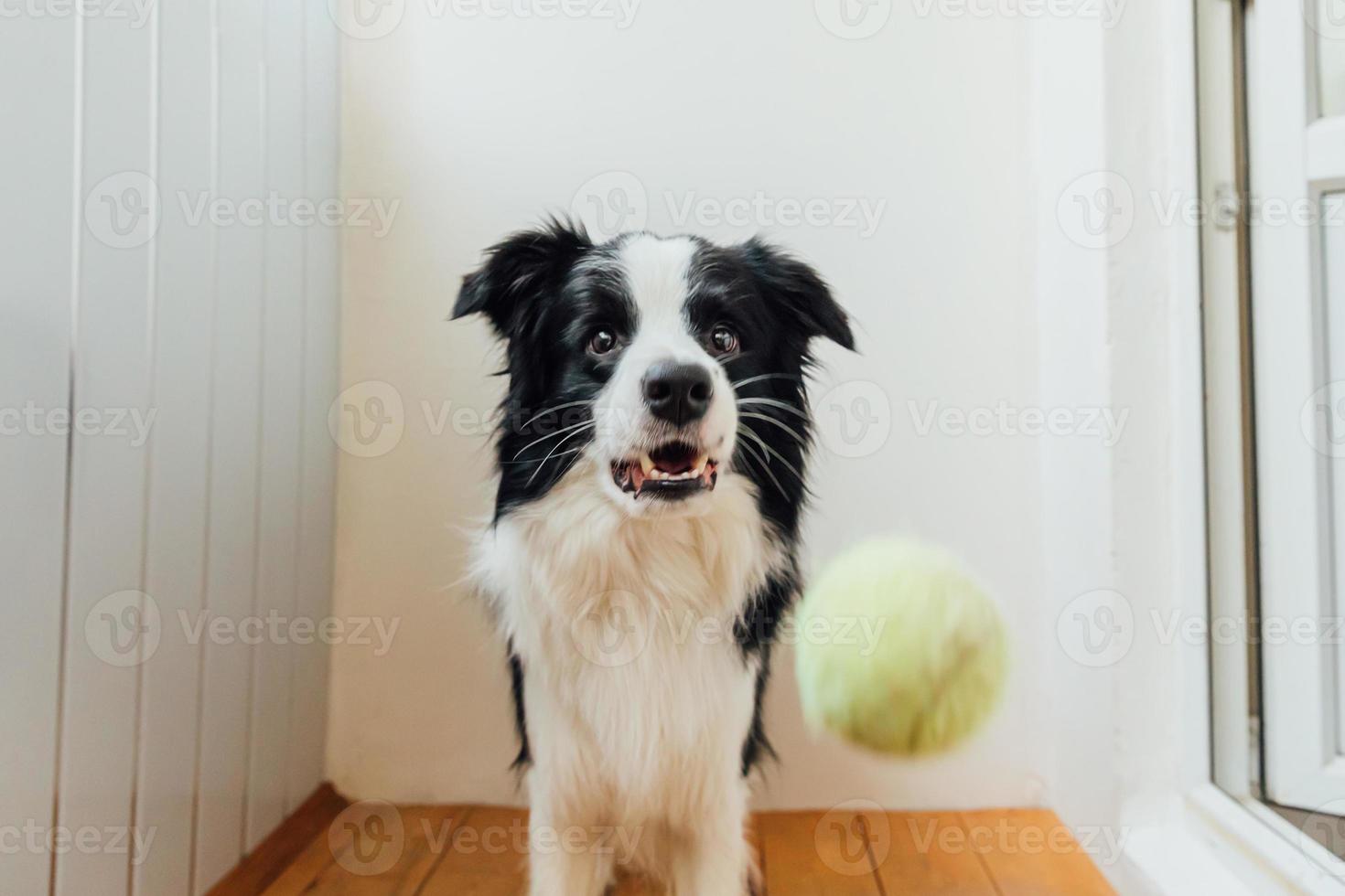 divertente ritratto di carino sorridente cucciolo cane confine collie Tenere giocattolo palla nel bocca. nuovo bello membro di famiglia poco cane a casa giocando con proprietario. animale domestico attività e Giochi a casa concetto. foto