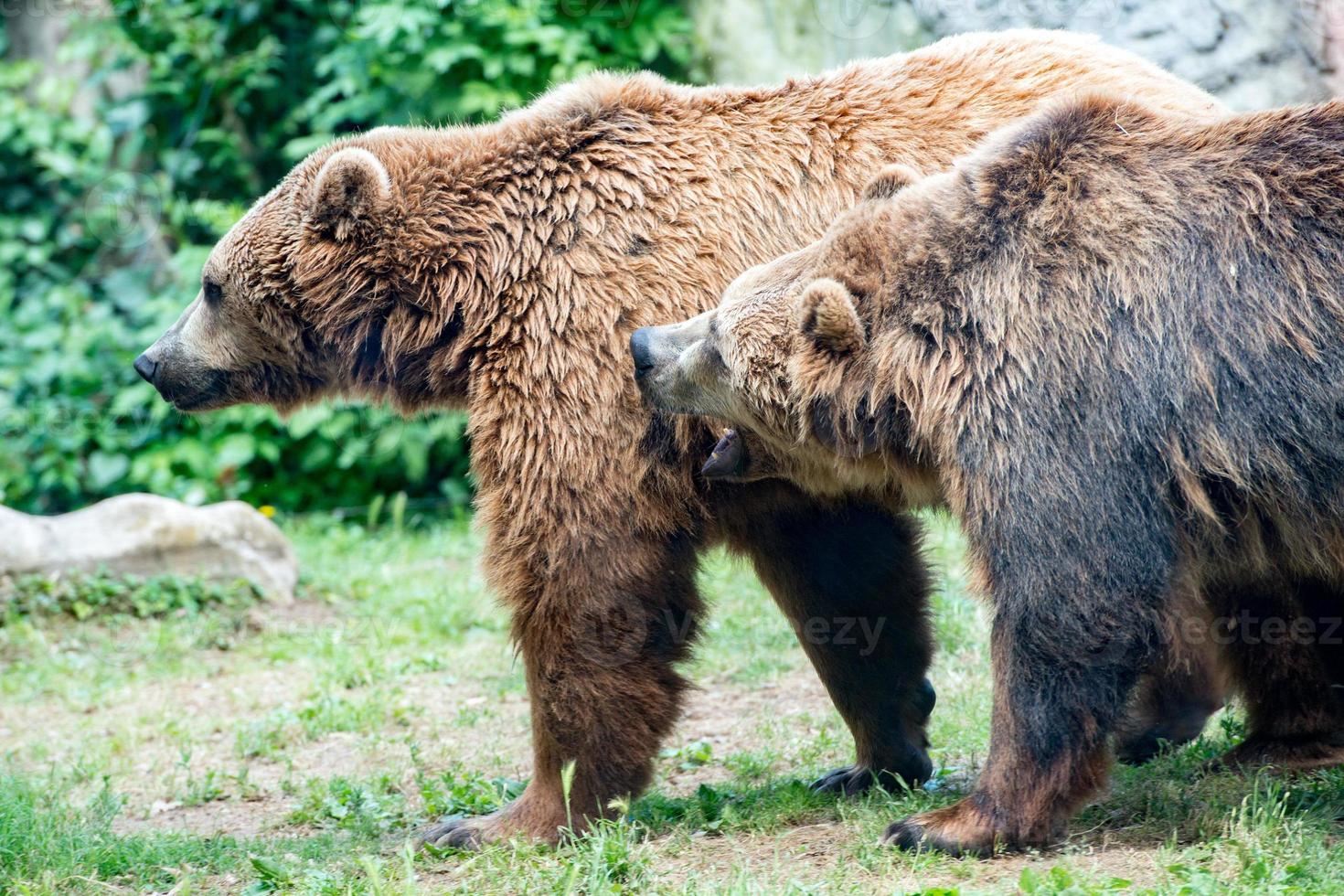 Due nero grizzly orsi mentre combattente foto