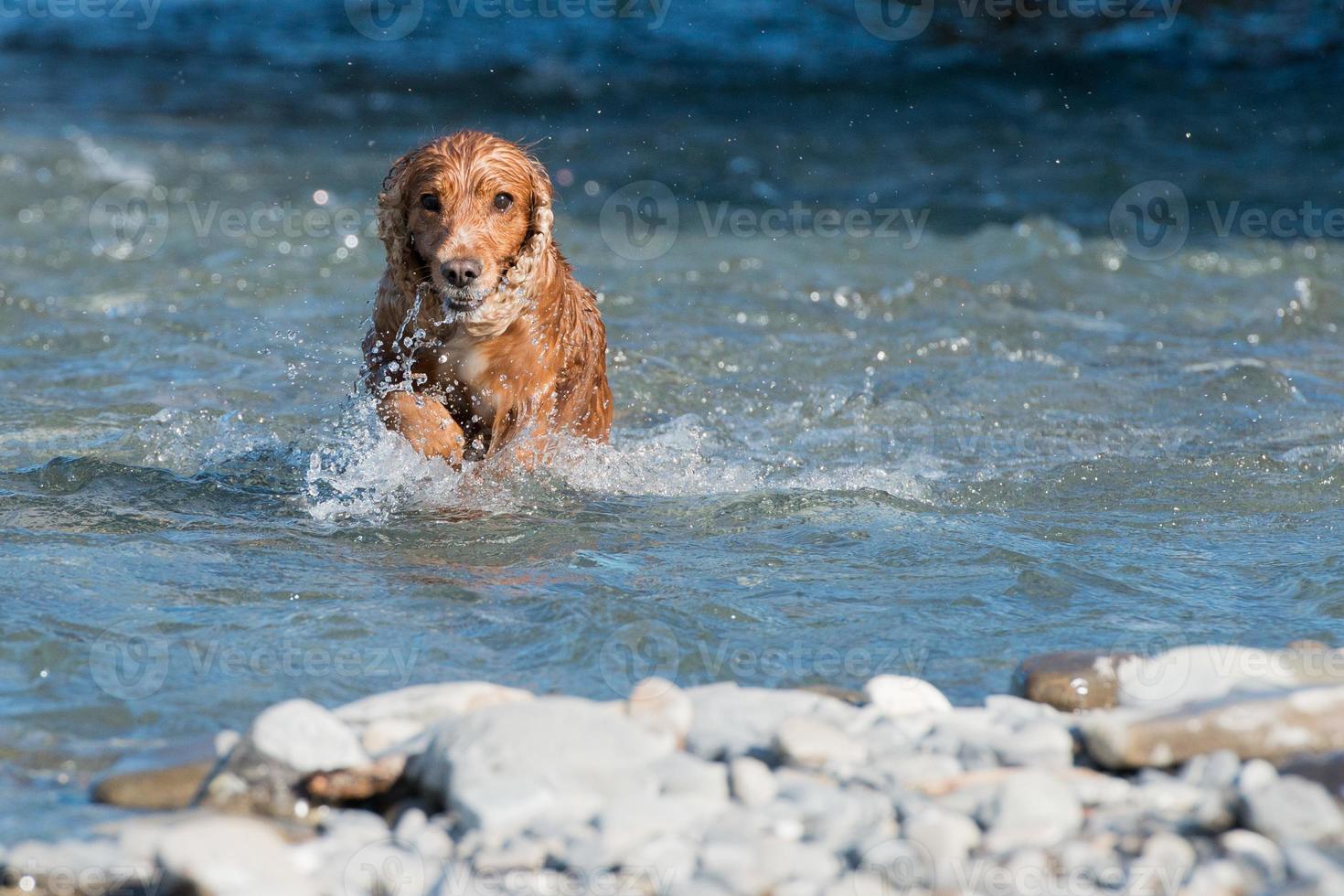 Happy dog cocker spaniel inglese mentre corri da te foto