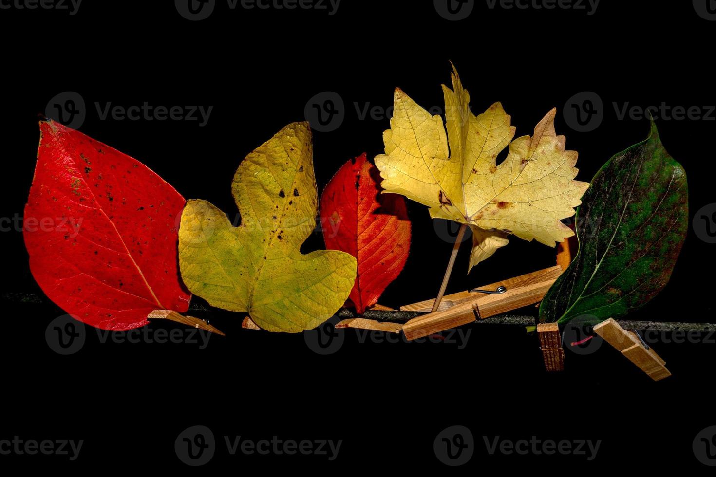 autunno le foglie isolato su nero sospeso su clothesline foto