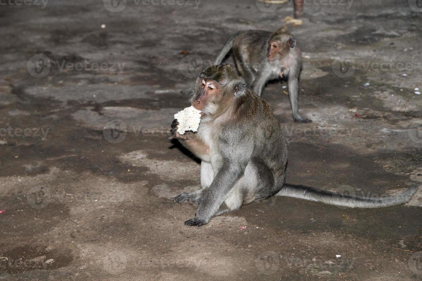 Indonesia macaco scimmia scimmia dentro un' tempio ritratto foto