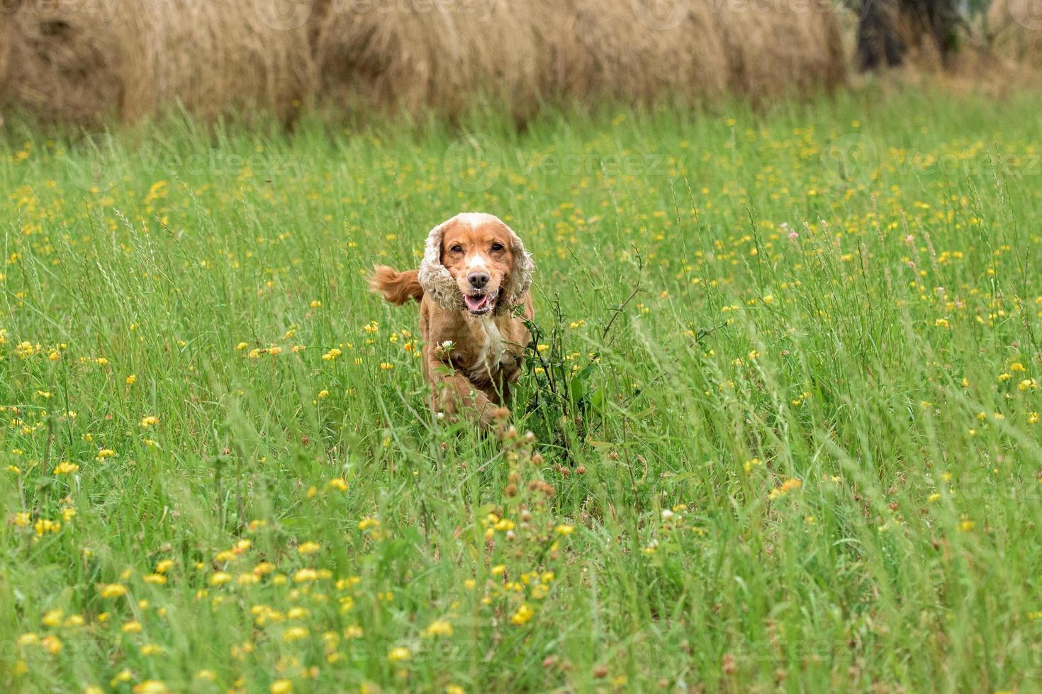 giovane cucciolo cane inglese cocker spaniel mentre in esecuzione su il erba foto