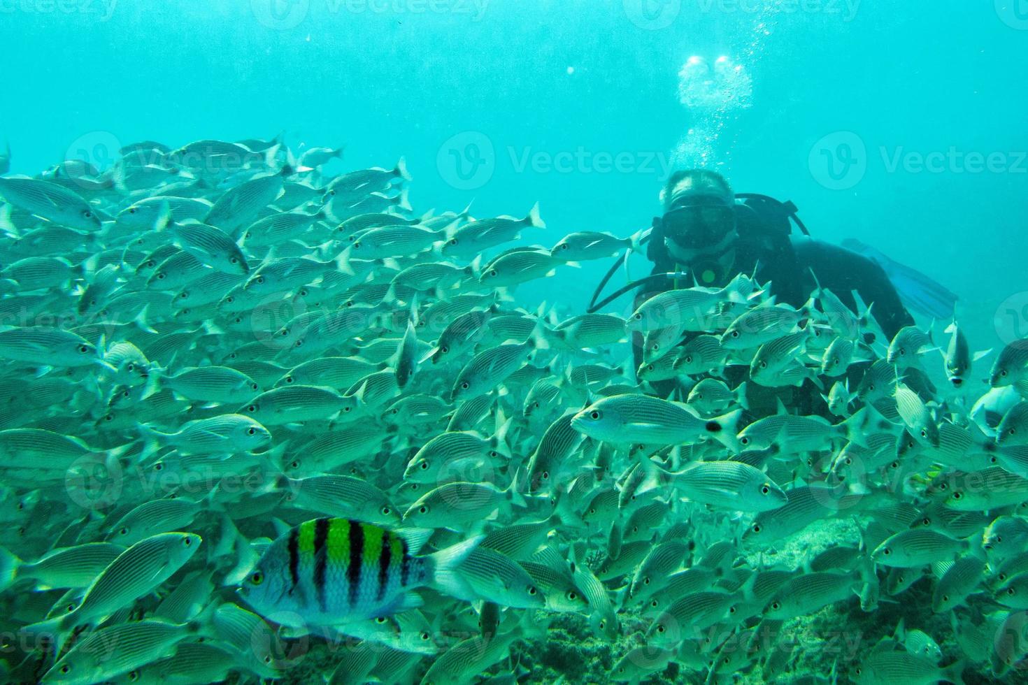 tuffatore entrata dentro un' scuola di pesce subacqueo foto