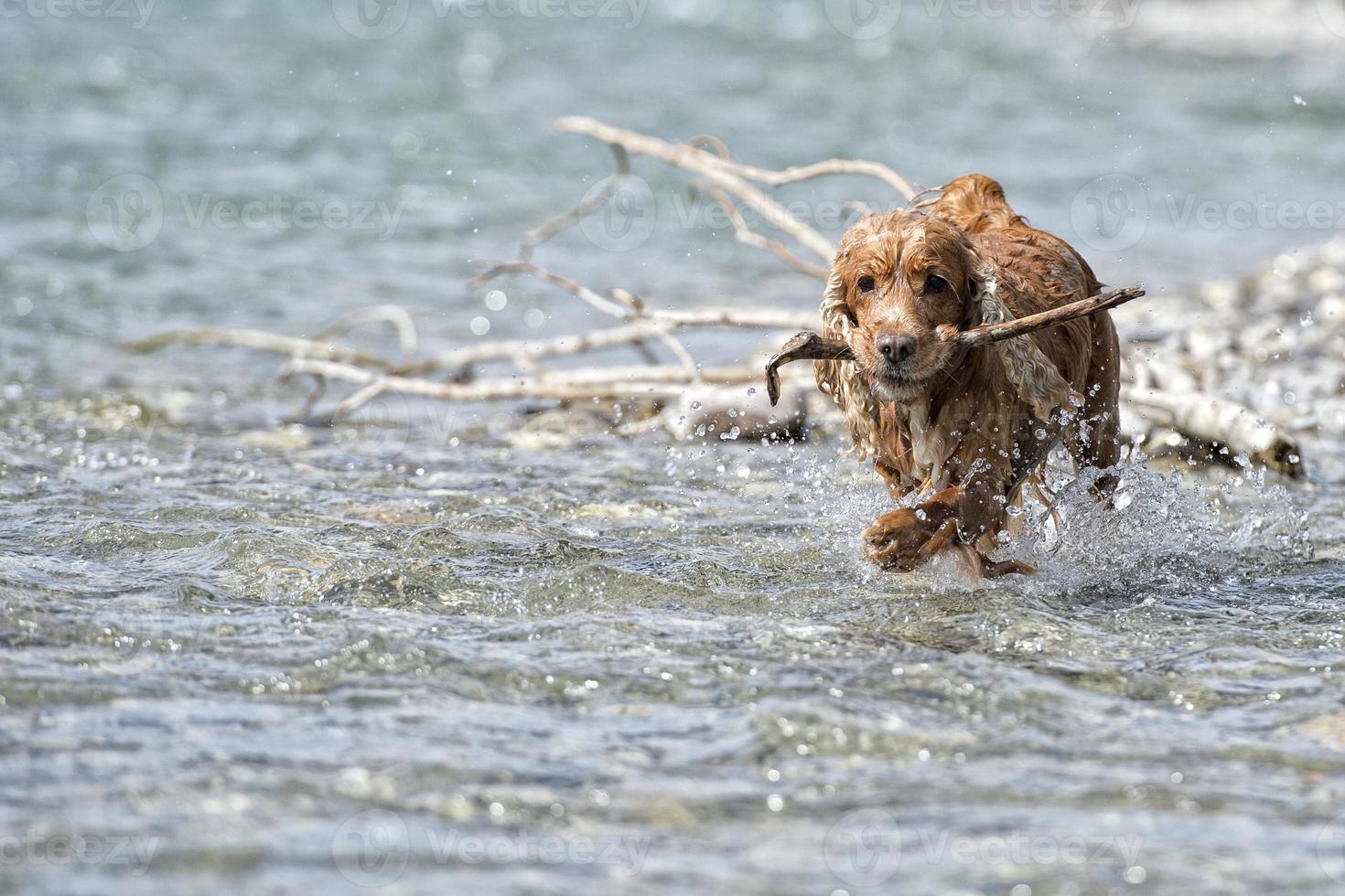 cucciolo di cane cocker spaniel foto