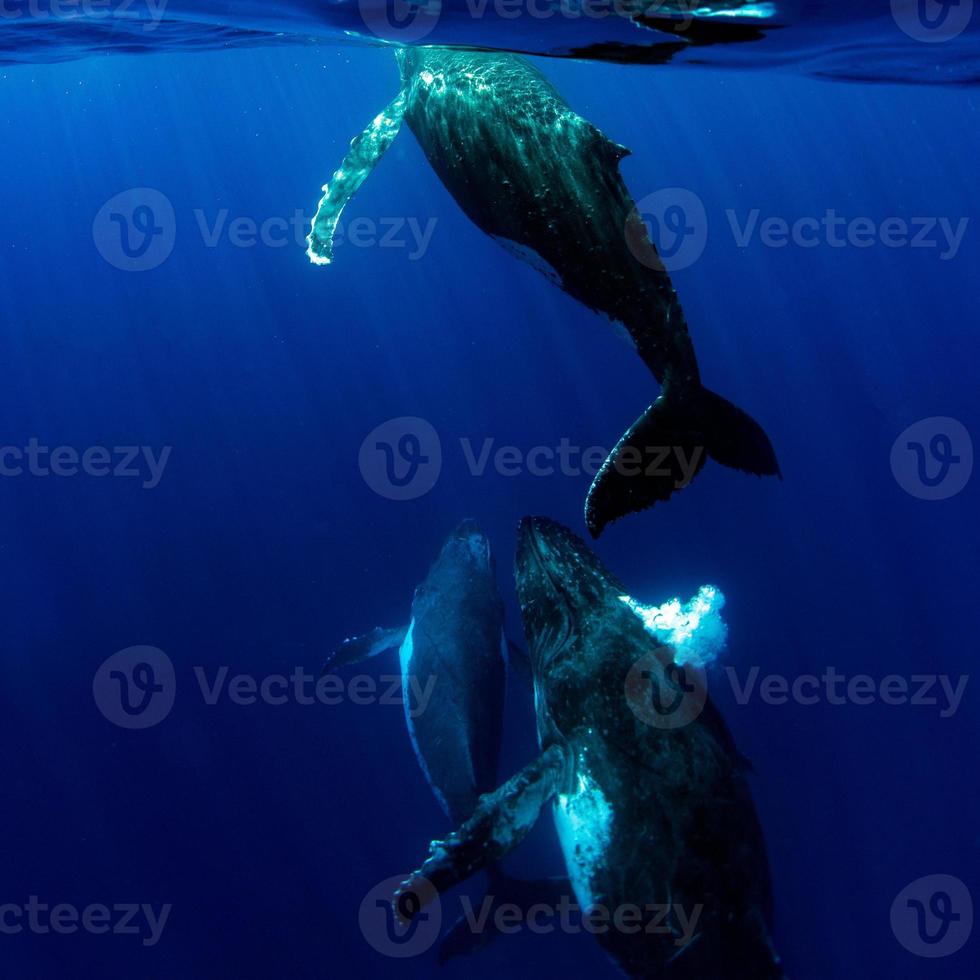 gobba balena subacqueo nel moorea francese polinesia foto