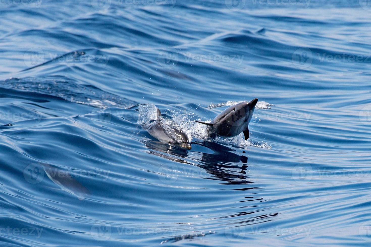 delfini mentre salto nel il in profondità blu mare foto