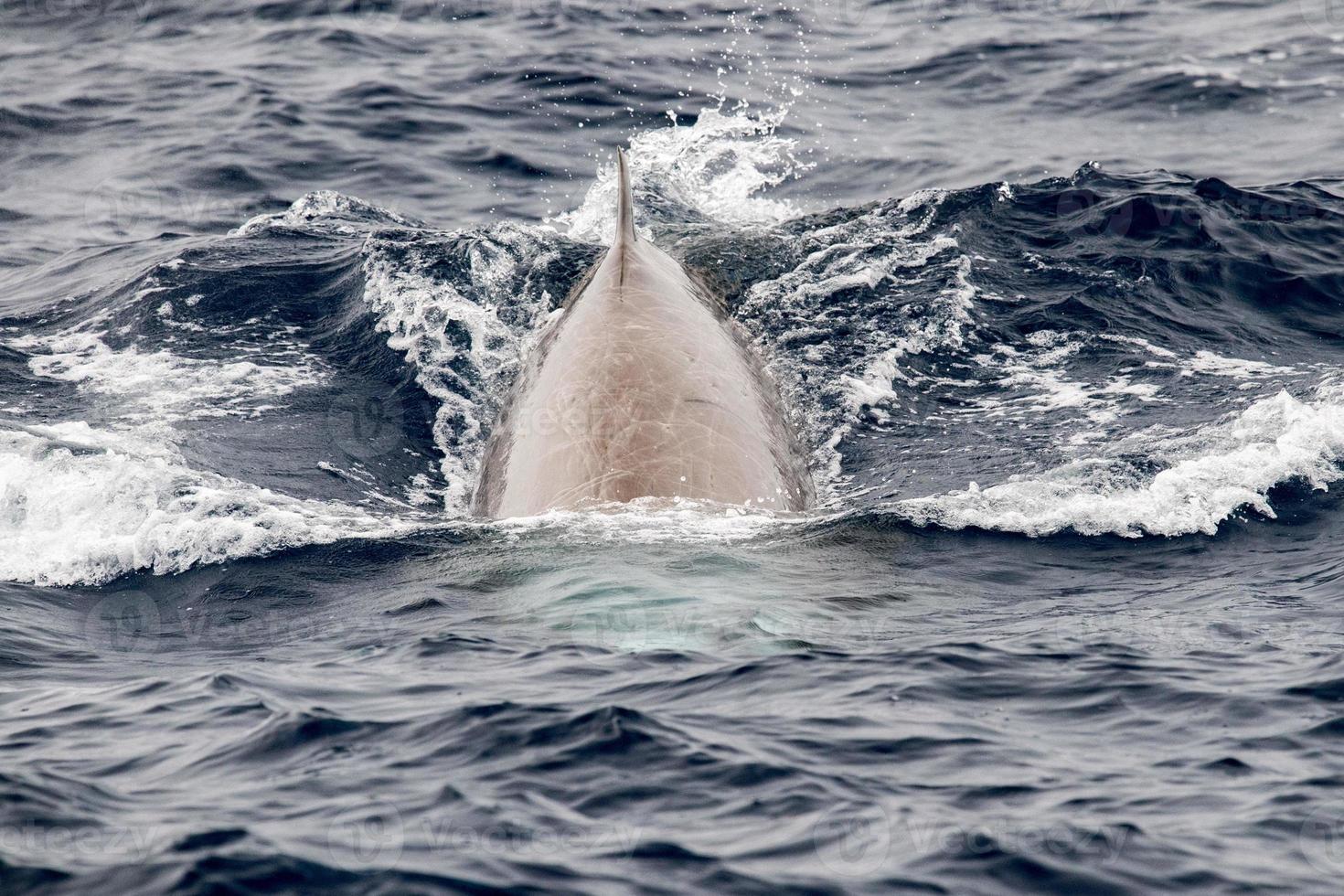 raro Oca becco balena delfino ziphius cavirostri foto