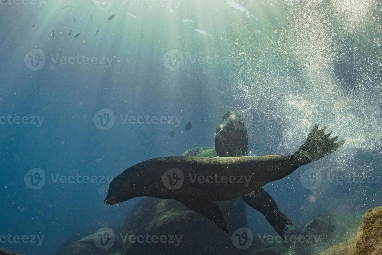 maschio mare leoni combattente subacqueo foto