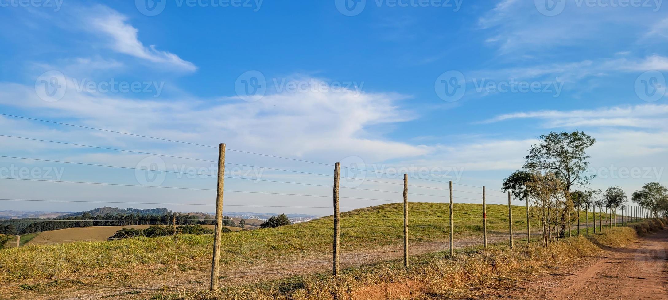 rurale natura paesaggio nel il interno di brasile nel un' eucalipto azienda agricola nel il mezzo di natura foto