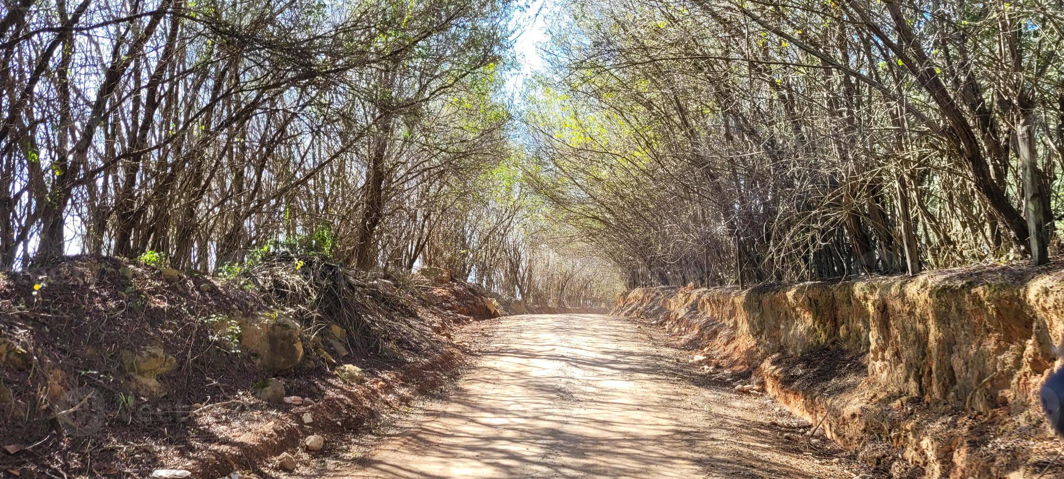 azienda agricola paesaggio Visualizza nel il campagna di brasile foto