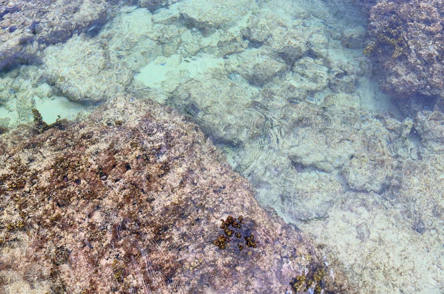 colorato fondale marino scatti prese a il spiagge di il Seychelles isole foto