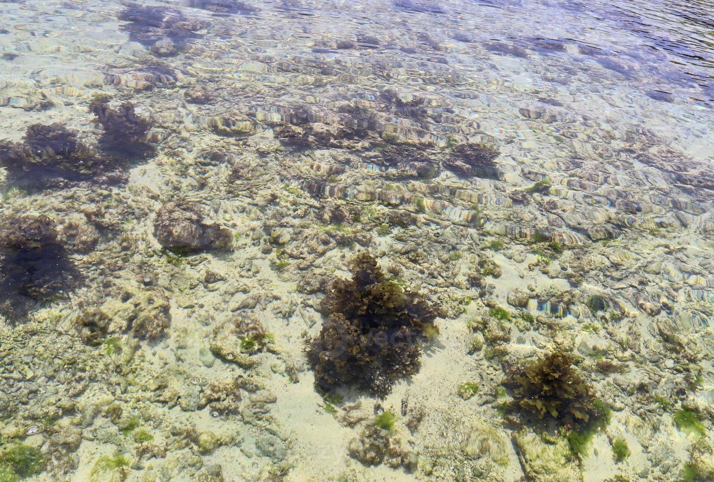 colorato fondale marino scatti prese a il spiagge di il Seychelles isole foto