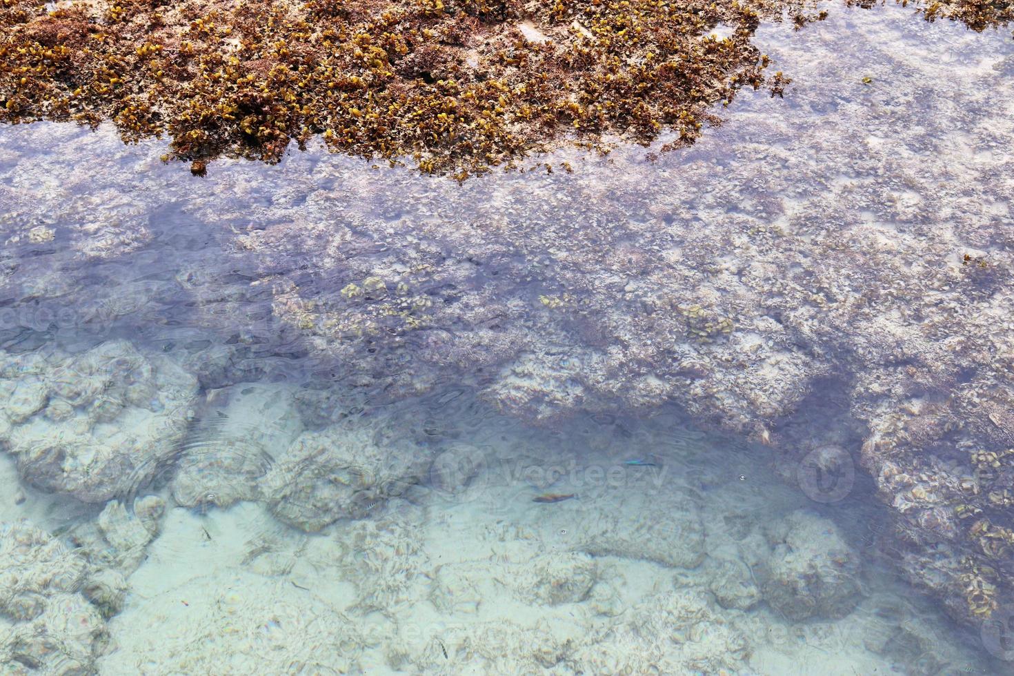 colorato fondale marino scatti prese a il spiagge di il Seychelles isole foto