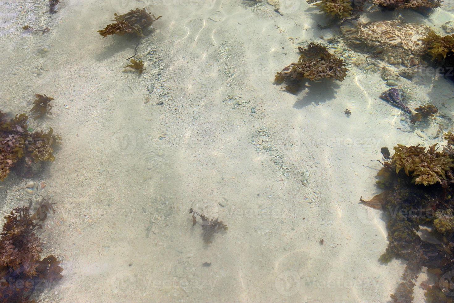 colorato fondale marino scatti prese a il spiagge di il Seychelles isole foto