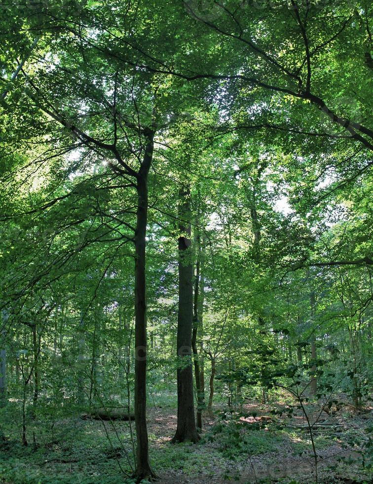 bella vista in una fitta foresta verde con luce solare intensa che proietta un'ombra profonda foto