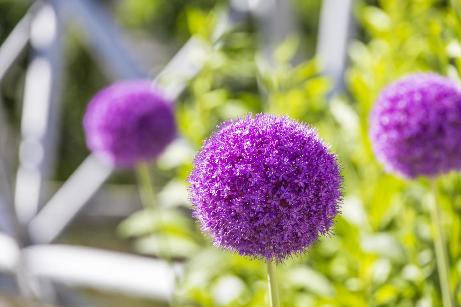 il giro viola allium fiori nel un' verde giardino foto