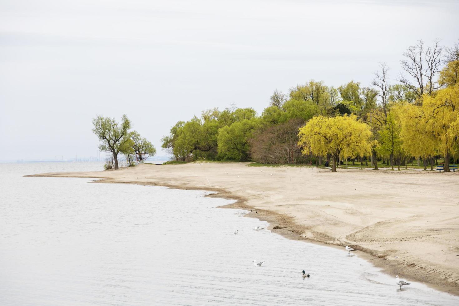 sabbioso spiaggia con colorato alberi di il oceano foto