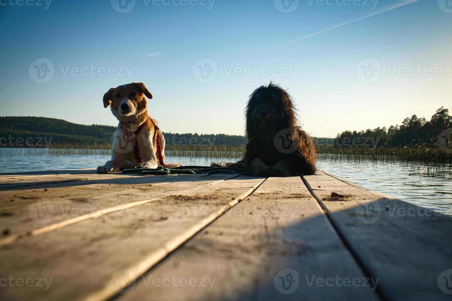 cane Gli amanti dire bugie su un' molo e guardare a il lago nel Svezia. Goldendoodle e mescolare foto