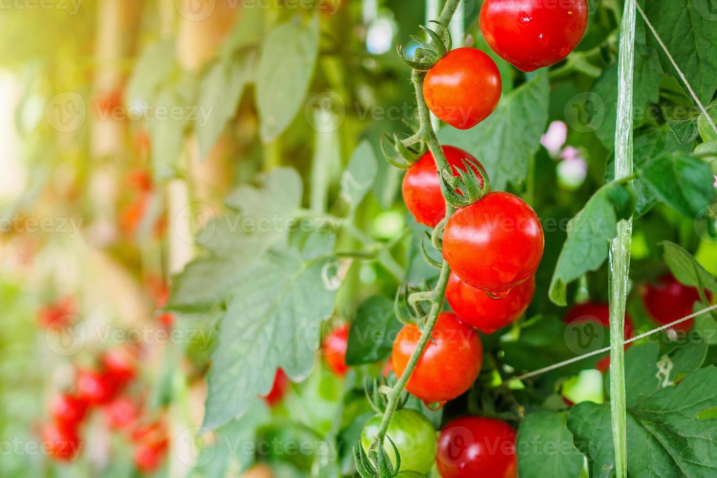 crescita delle piante di pomodori rossi maturi freschi in un giardino biologico in serra pronto per la raccolta foto