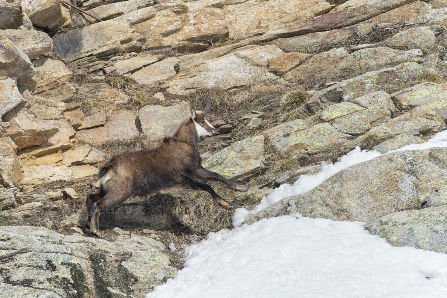 camoscio cervo ritratto nel il rocce sfondo foto