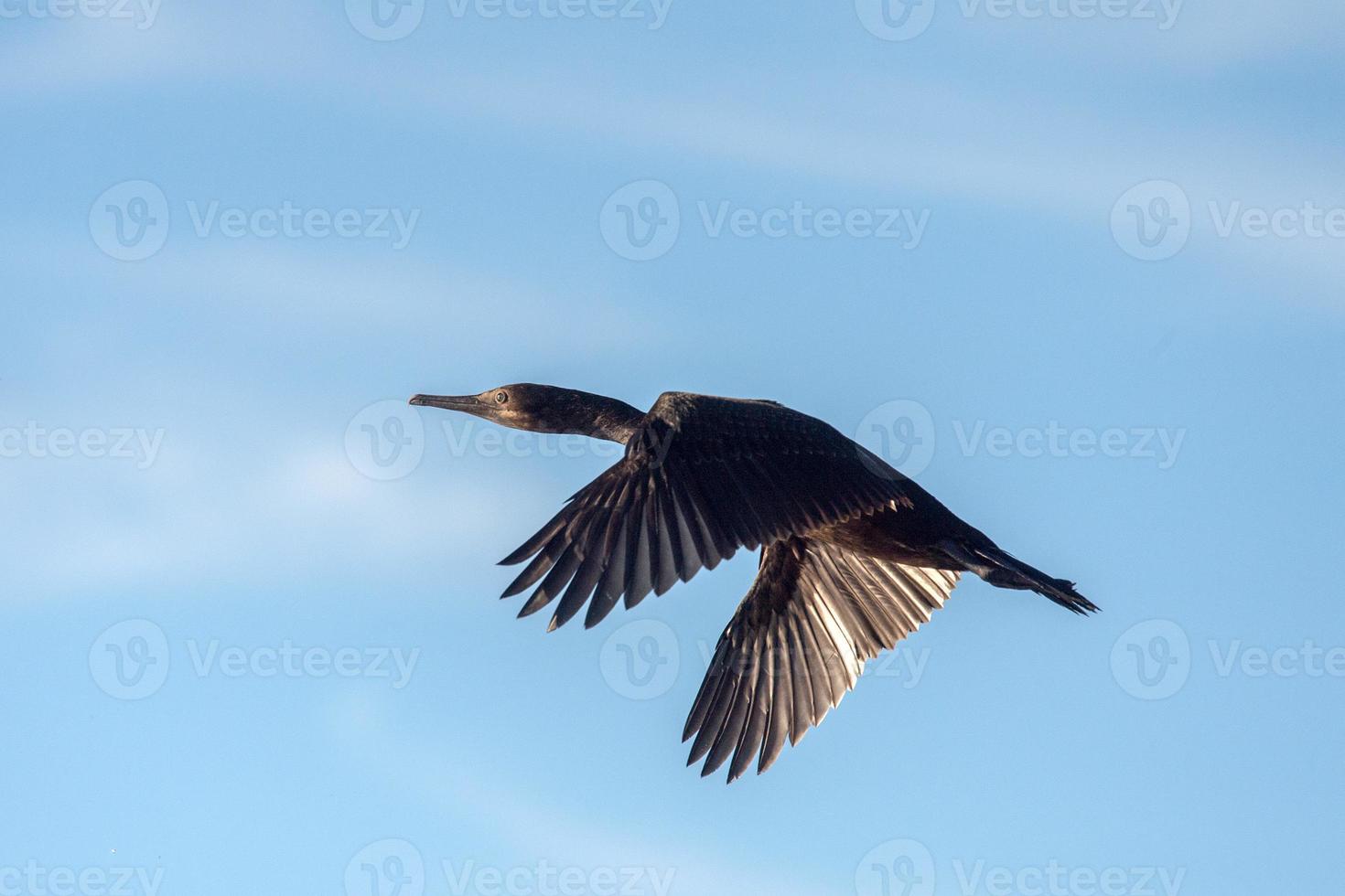 cormorano spruzzi su il mare foto