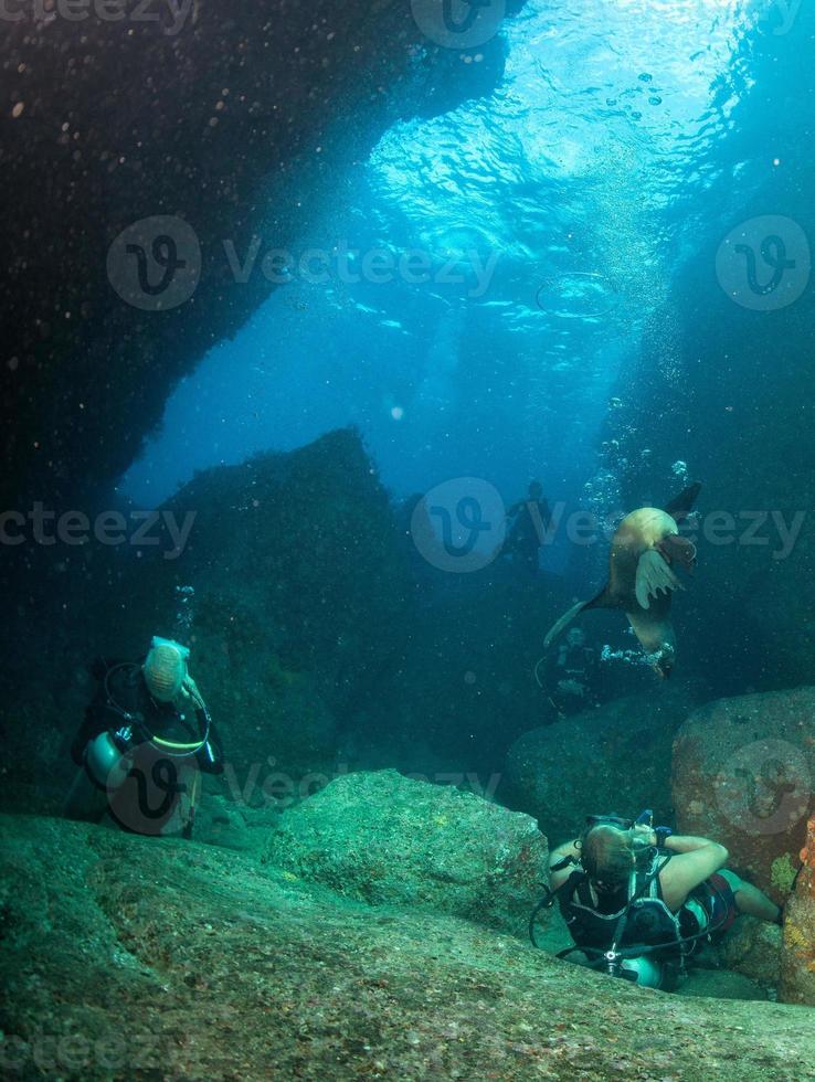 cucciolo neonato californiano mare Leone foca ritratto foto