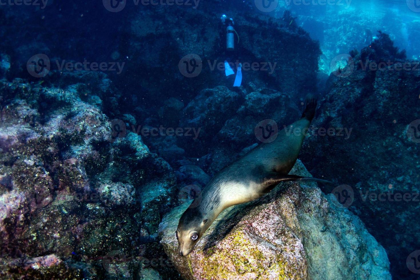 mare Leone foca subacqueo mentre immersione galapagos foto