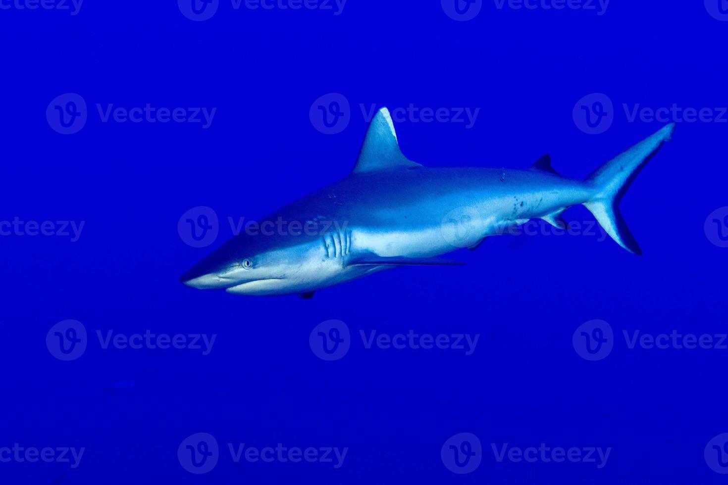 grigio squalo pronto per attacco subacqueo foto