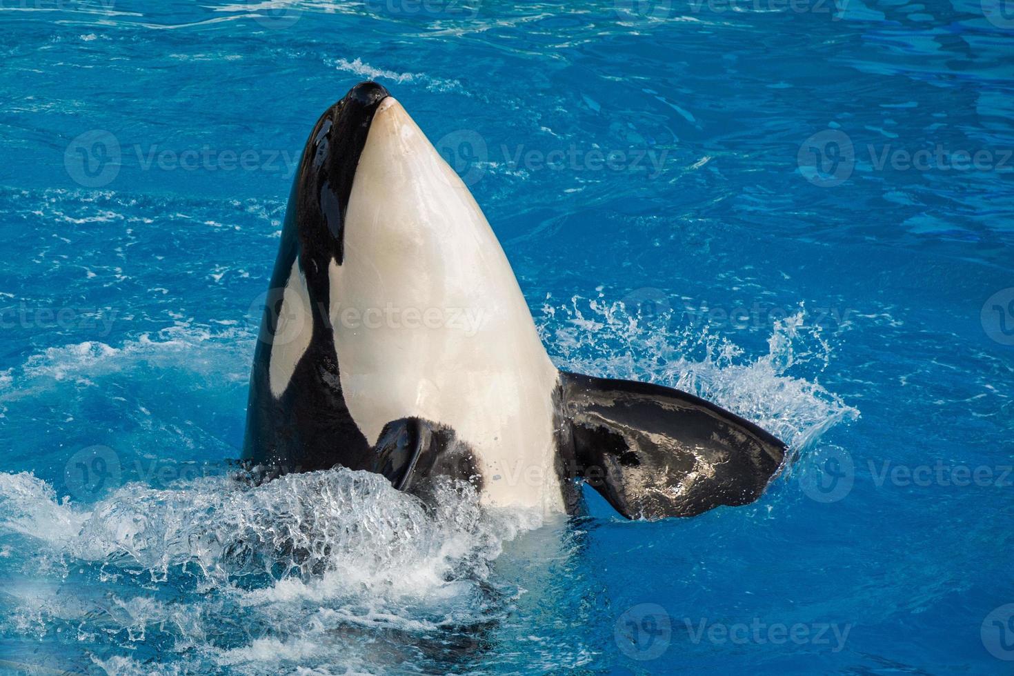 orca uccisore balena mentre nuoto foto