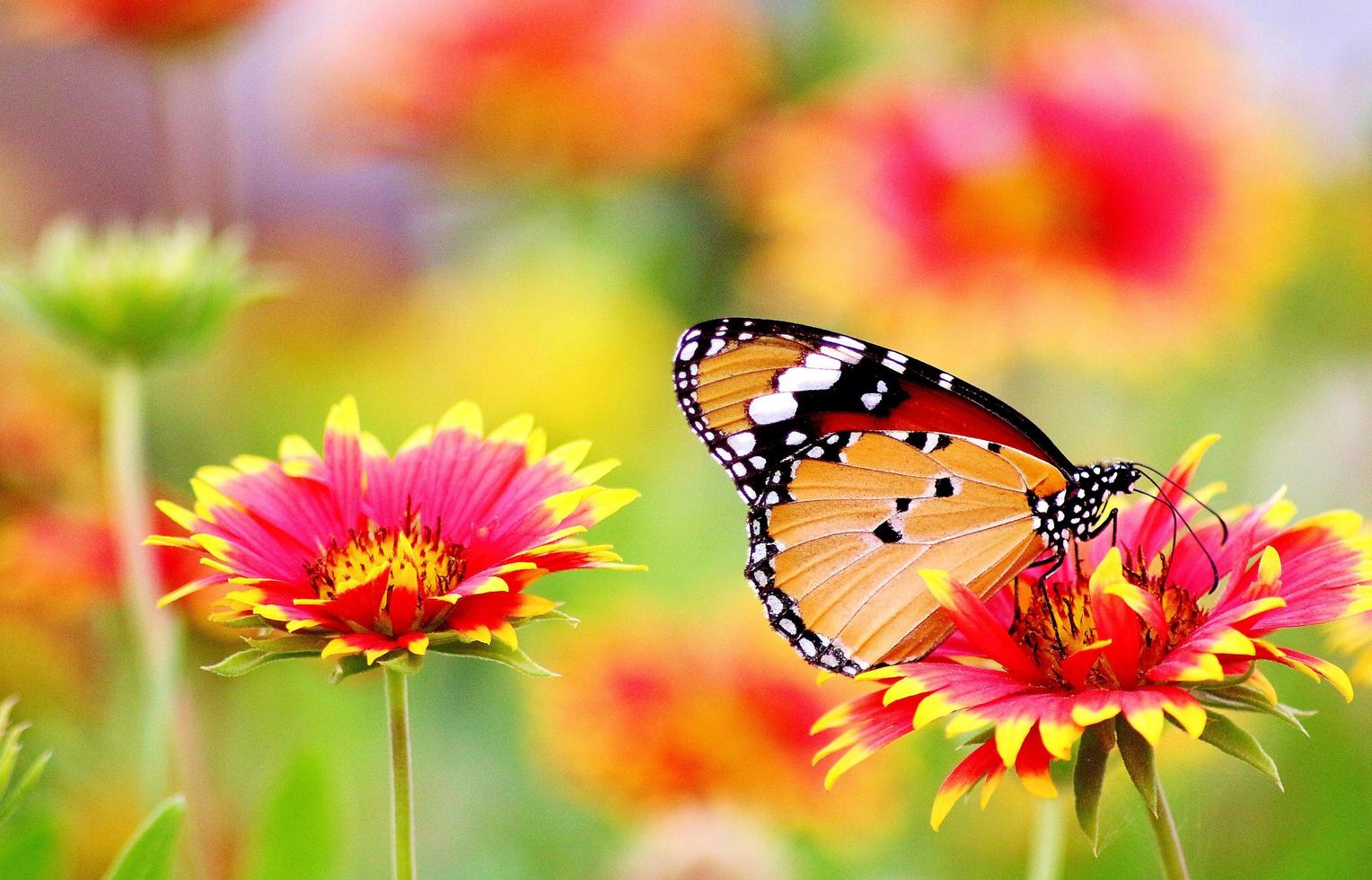 assortito colorato farfalla arroccato su fiori HD sfondo foto