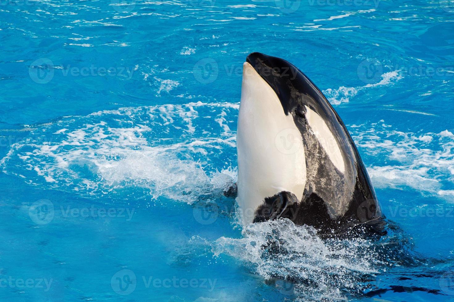 orca uccisore balena mentre nuoto foto