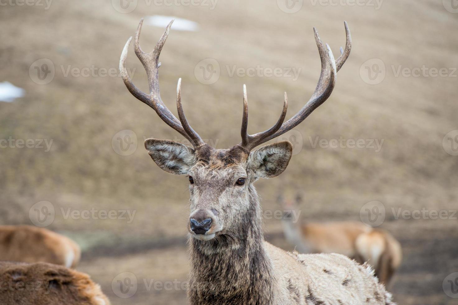 maschio cervo su il erba sfondo foto